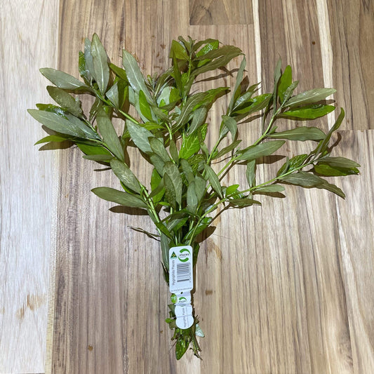 Pisces Enterprises Bunch Plant Pisces Hygrophila Bunch