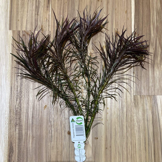 Pisces Enterprises Bunch Plant Pogostemon Stellata Bunch