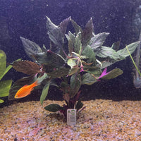 Pisces Enterprises Bunch Plant Purple Temple Bunch
