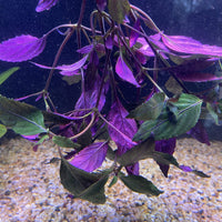 Pisces Enterprises Bunch Plant Purple Temple Bunch