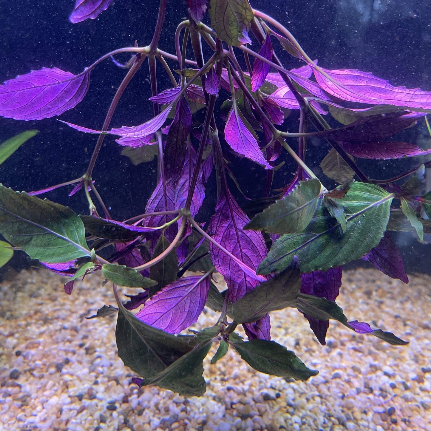 Pisces Enterprises Bunch Plant Purple Temple Bunch