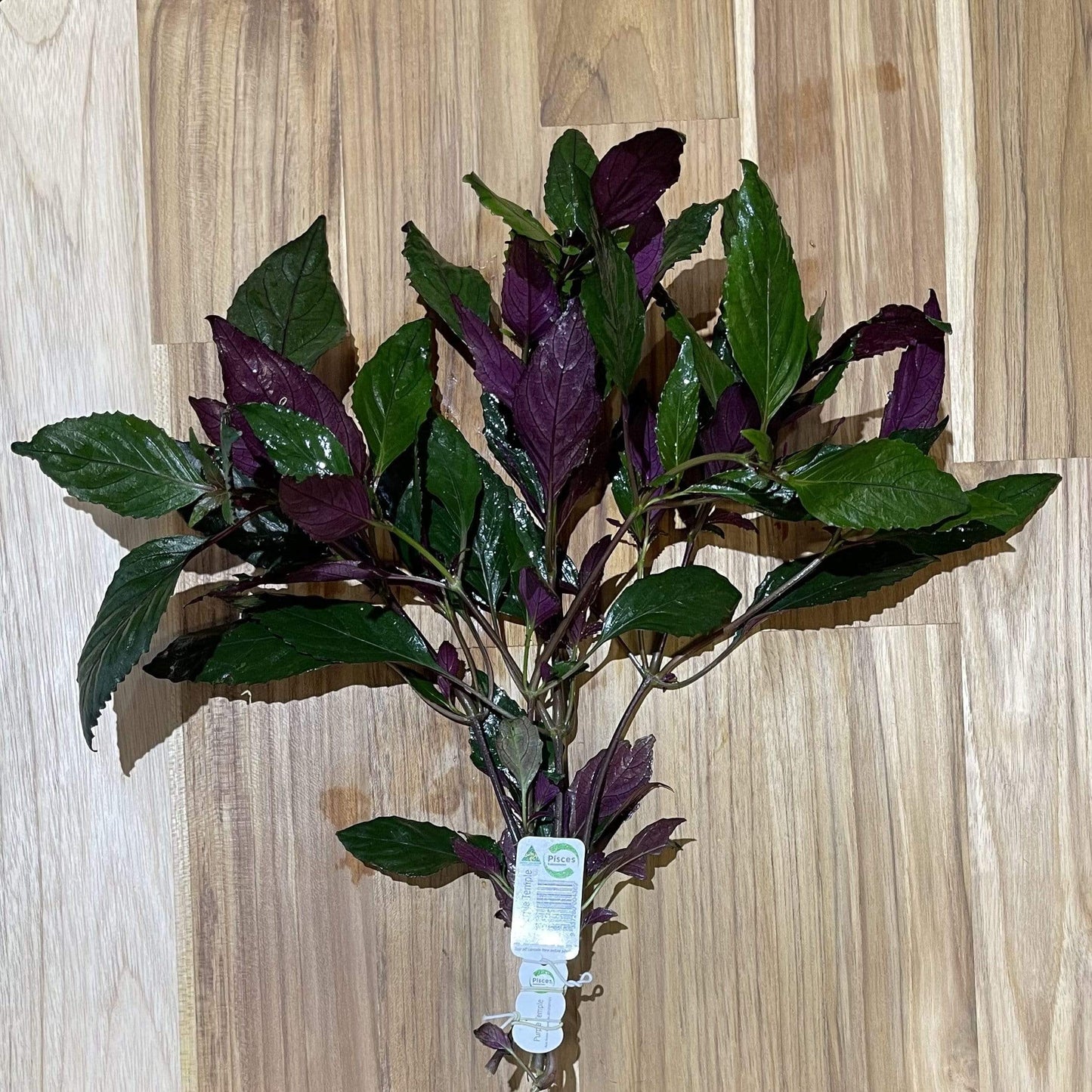 Pisces Enterprises Bunch Plant Purple Temple Bunch