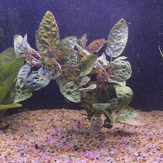 purple waffle plant terrarium Buy Purple Waffle Aquarium Plant Bunch in Australia Online – Scapeshop.com.au