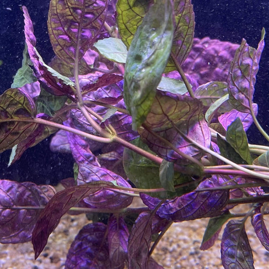 Pisces Enterprises Bunch Plant Purple Waffle Bunch