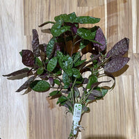 Pisces Enterprises Bunch Plant Purple Waffle Bunch