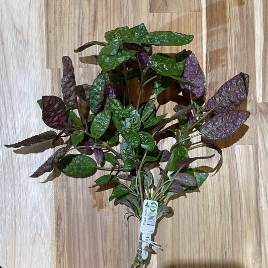 Pisces Enterprises Bunch Plant Purple Waffle Bunch