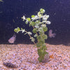 Pisces Enterprises Bunch Plant Rotala Rotundifolia Bunch