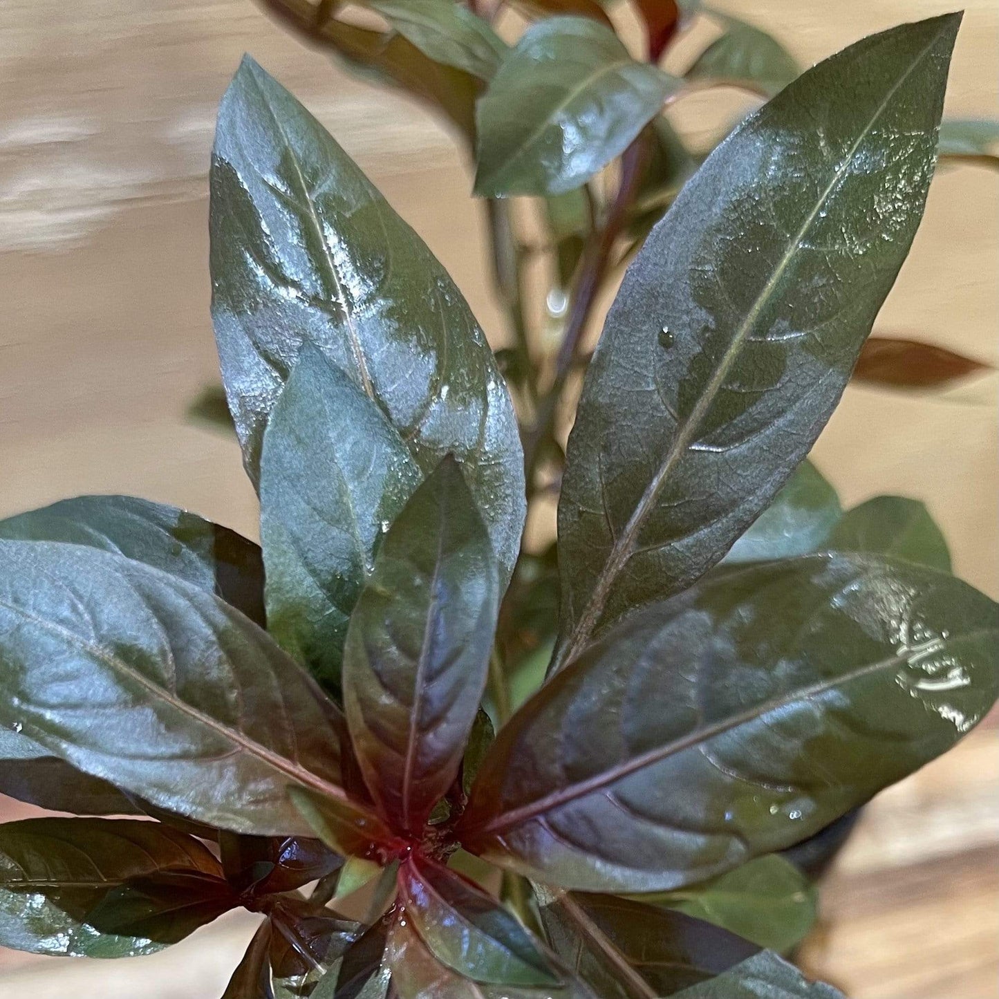 Pisces Enterprises Bunch Plant Scarlet Ludwigia Bunch