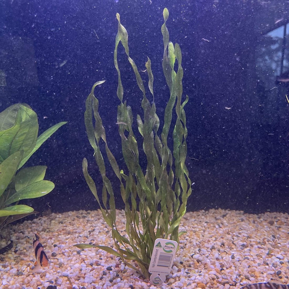 Buy Contortionist Vallisneria Aquatic Plant Scapeshop Australia ...