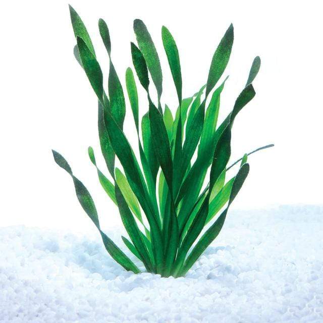 Pisces Enterprises Bunch Plant Vallisneria - Corkscrew - Bunch