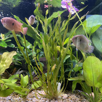 Pisces Enterprises Bunch Plant Vallisneria - Corkscrew - Bunch