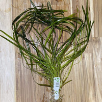 Pisces Enterprises Bunch Plant Vallisneria - Thin - Bunch