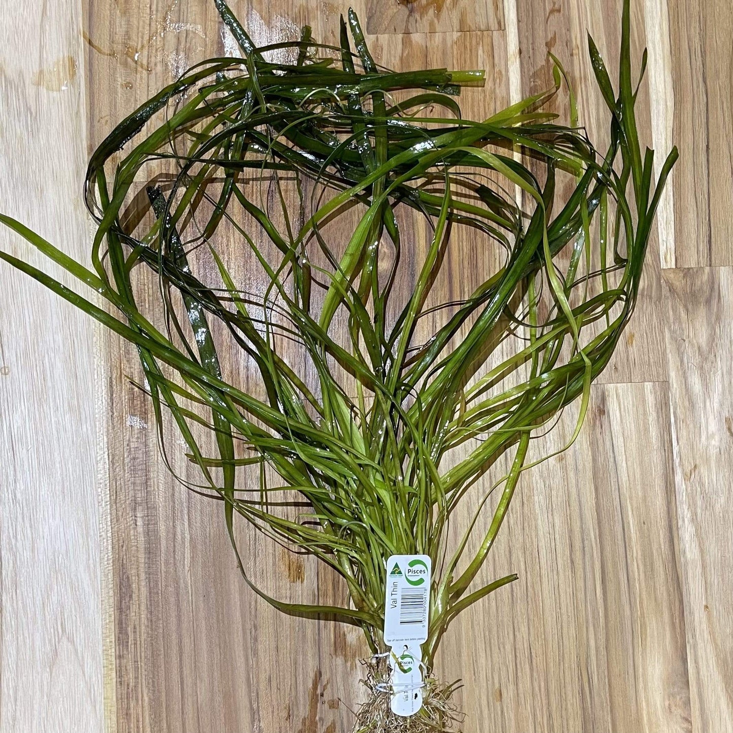 Pisces Enterprises Bunch Plant Vallisneria - Thin - Bunch