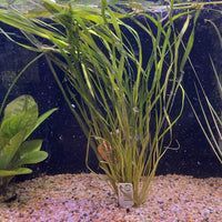 Pisces Enterprises Bunch Plant Vallisneria - Thin - Bunch