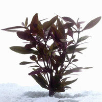 Pisces Enterprises Bunch Plant Violet Bunch