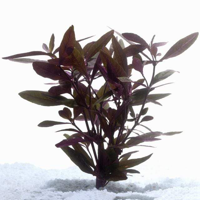 Pisces Enterprises Bunch Plant Violet Bunch