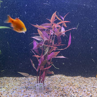 Pisces Enterprises Bunch Plant Violet Bunch