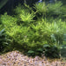Pisces Enterprises Bunch Plant Wisteria Bunch