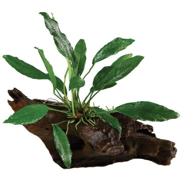 Pisces Enterprises Driftwood Creation Anubias Afzelli on Large Driftwood Creation Anubias Afzelli on Large Driftwood - Aquarium Plants