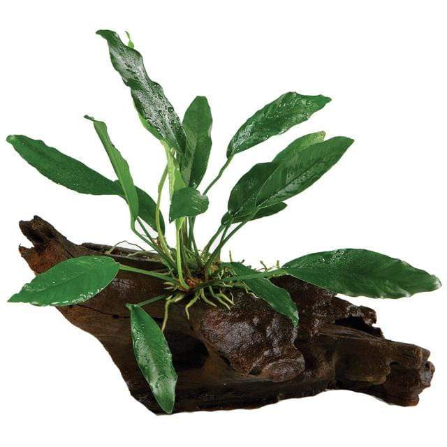 Pisces Enterprises Driftwood Creation Anubias Afzelli on Medium Driftwood Creation Anubias Afzelli on Medium Driftwood - Aquarium Plants