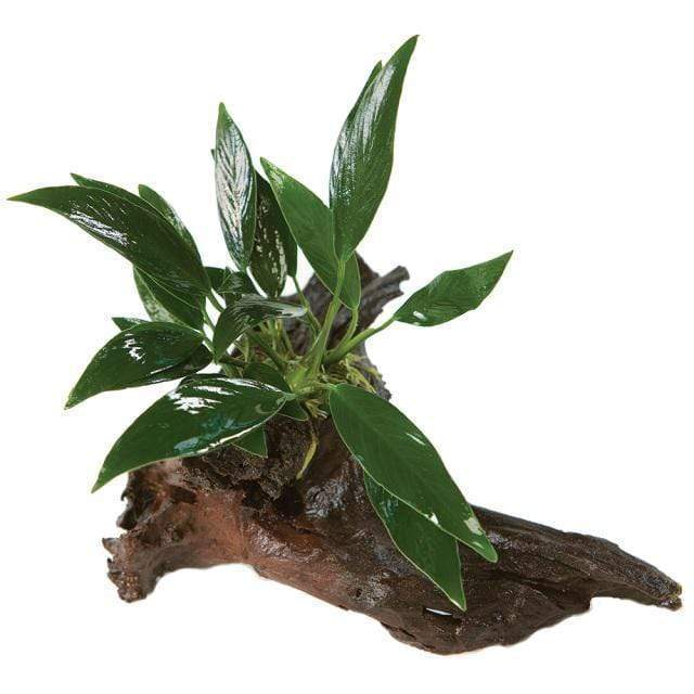 Pisces Enterprises Driftwood Creation Anubias Afzelli on Medium Driftwood Creation Anubias Afzelli on Medium Driftwood - Aquarium Plants