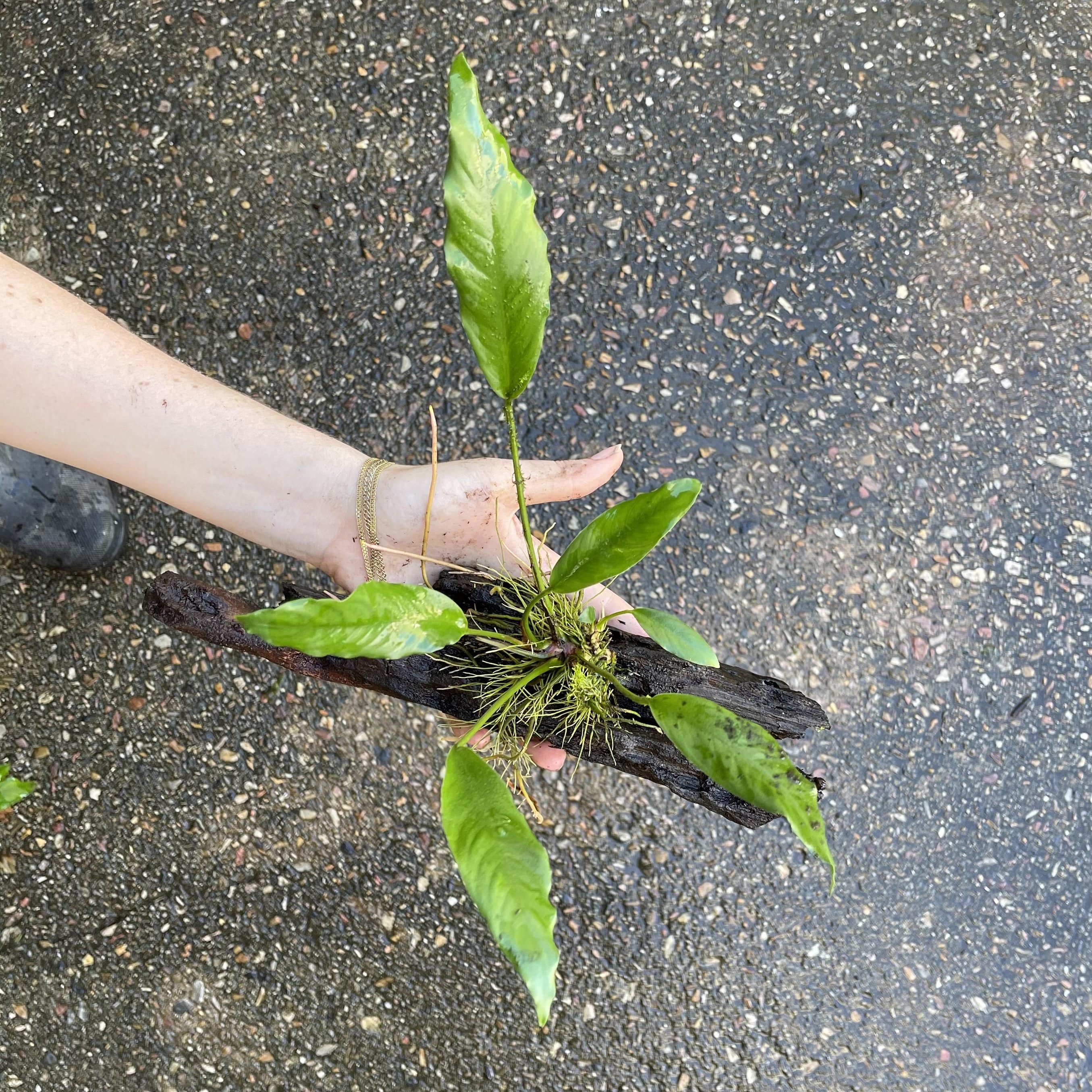 Pisces Enterprises Driftwood Creation Anubias Afzelli on Medium Driftwood Creation Anubias Afzelli on Medium Driftwood - Aquarium Plants