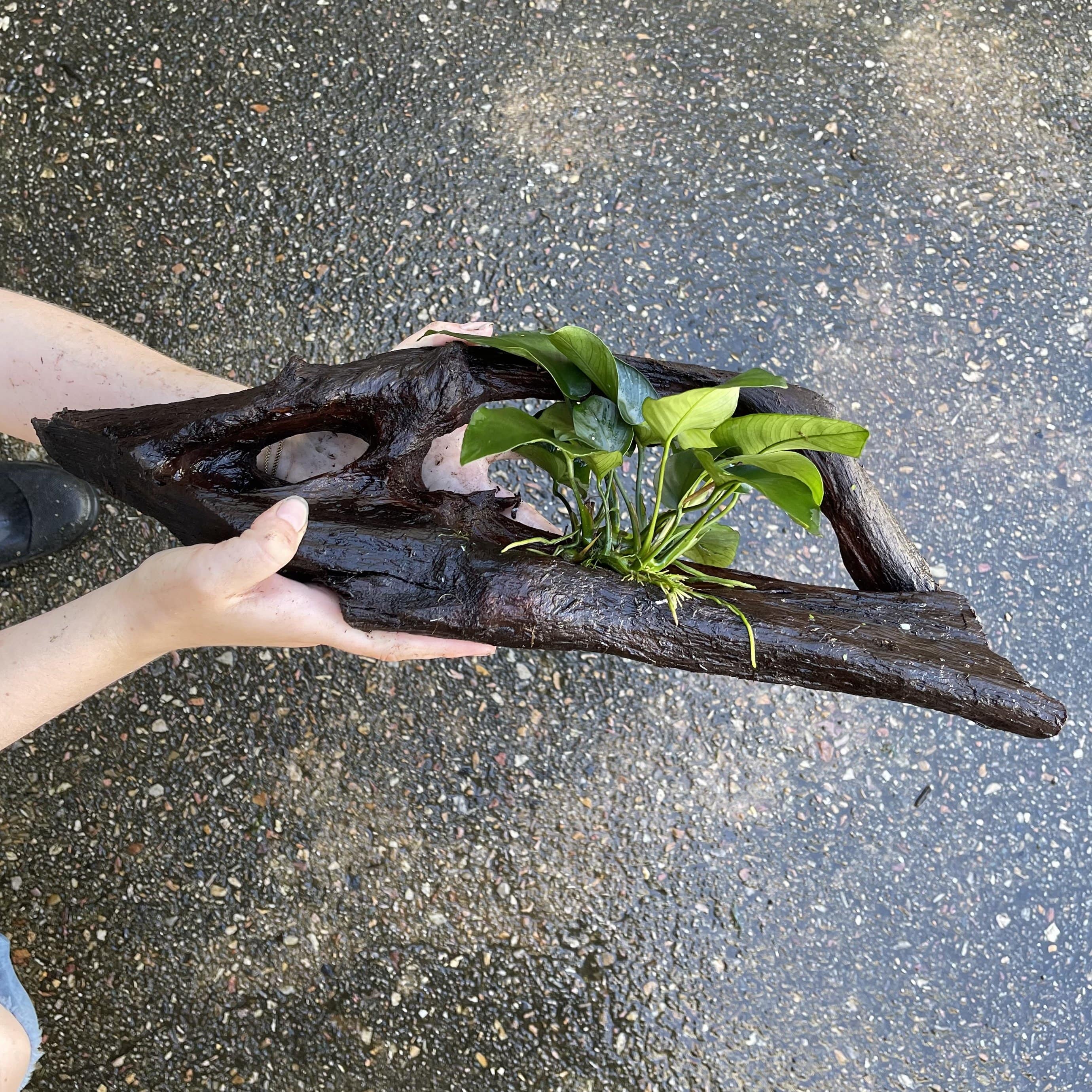 Pisces Enterprises Driftwood Creation Anubias Barteri Old-type on Large Driftwood Creation Anubias Barteri Old-type on Large Driftwood Aquarium Plants