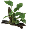 Load image into Gallery viewer, Pisces Enterprises Driftwood Creation Anubias Barteri Old-type on Large Driftwood Creation Anubias Barteri Old-type on Large Driftwood Aquarium Plants