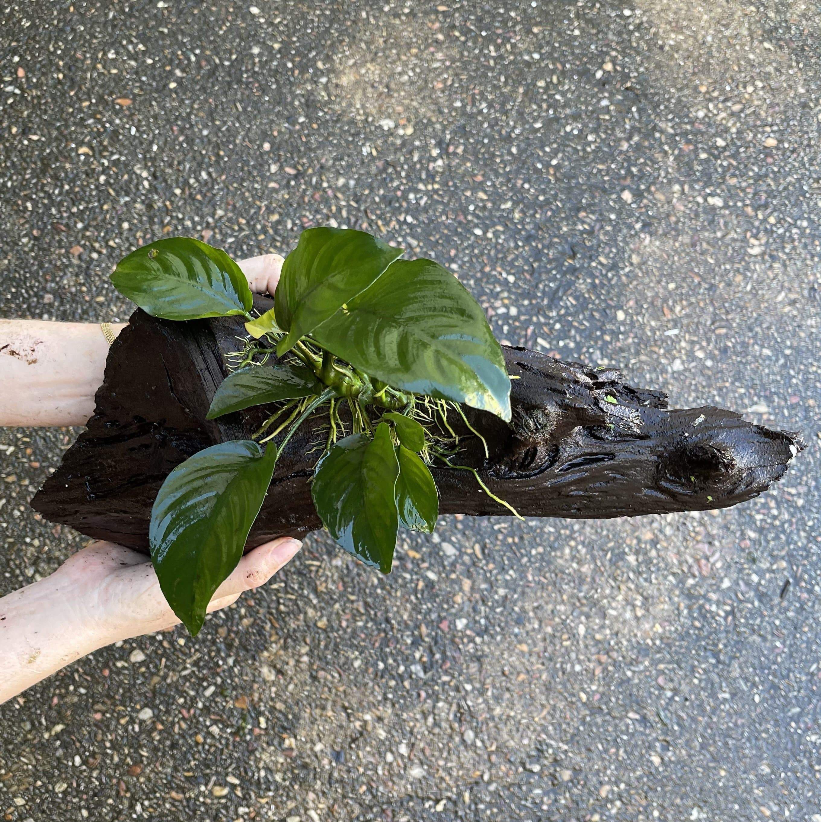 Pisces Enterprises Driftwood Creation Anubias Barteri on Large Driftwood Creation Anubias Barteri on Large Driftwood Aquarium Plants Australia