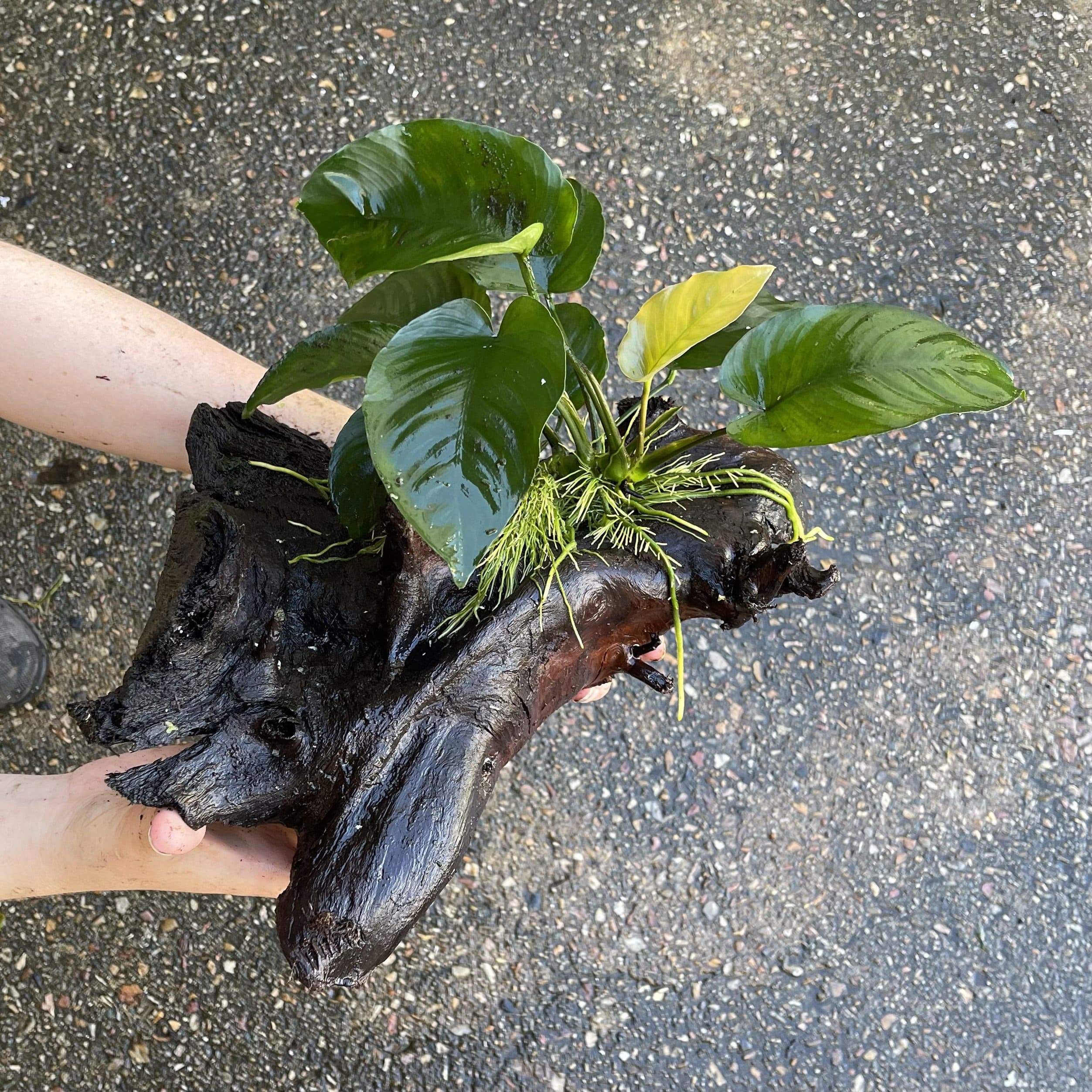 Pisces Enterprises Driftwood Creation Anubias Barteri on Large Driftwood Creation Anubias Barteri on Large Driftwood Aquarium Plants Australia