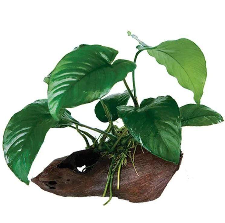 Pisces Enterprises Driftwood Creation Anubias Barteri on Large Driftwood Creation Anubias Barteri on Large Driftwood Aquarium Plants Australia