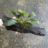 Pisces Enterprises Driftwood Creation Anubias Coffeefolia on Medium Driftwood Creation Anubias Coffeefolia on Medium Driftwood - Aquarium Plants