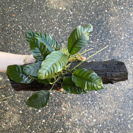 Pisces Enterprises Driftwood Creation Anubias Coffeefolia on Medium Driftwood Creation Anubias Coffeefolia on Medium Driftwood - Aquarium Plants