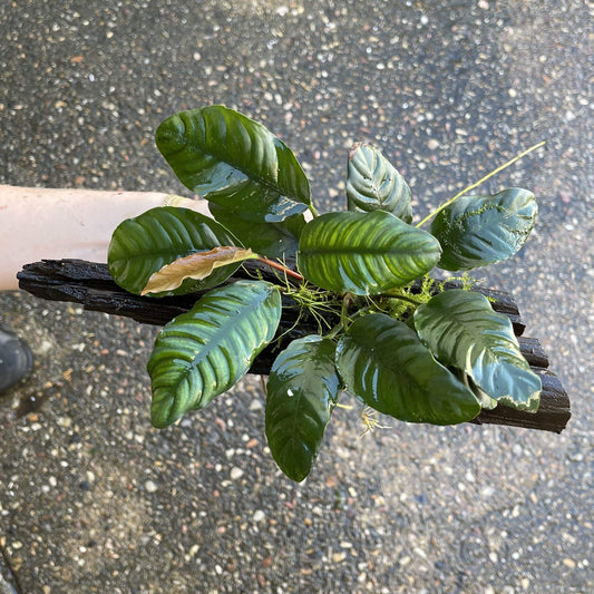 Pisces Enterprises Driftwood Creation Anubias Coffeefolia on Medium Driftwood Creation Anubias Coffeefolia on Medium Driftwood - Aquarium Plants
