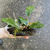 Pisces Enterprises Driftwood Creation Anubias Coffeefolia on Mini Driftwood Creation Anubias Coffeefolia on Mini Driftwood - Aquarium Plants