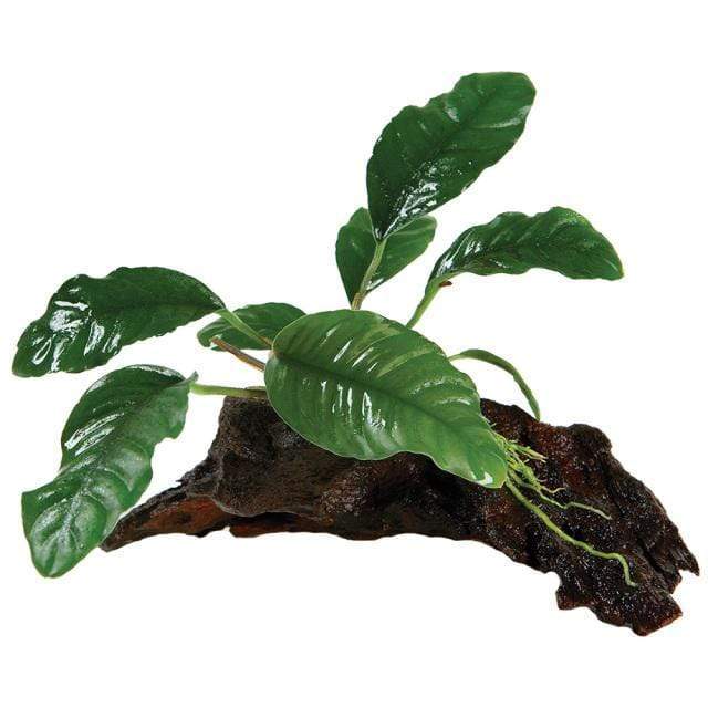 Pisces Enterprises Driftwood Creation Anubias Coffeefolia on Mini Driftwood Creation Anubias Coffeefolia on Mini Driftwood - Aquarium Plants