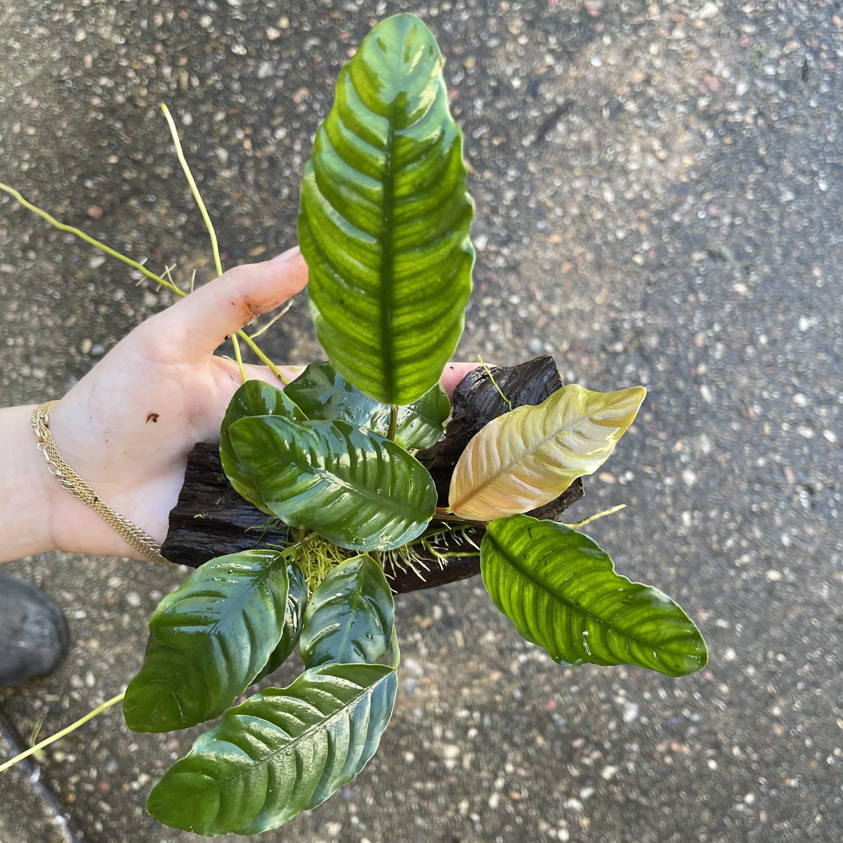 Pisces Enterprises Driftwood Creation Anubias Coffeefolia on Mini Driftwood Creation Anubias Coffeefolia on Mini Driftwood - Aquarium Plants