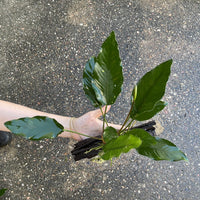 Pisces Enterprises Driftwood Creation Anubias 'Isabelle' on Medium Driftwood Creation Anubias Isabelle on Medium Driftwood Aquarium Plants