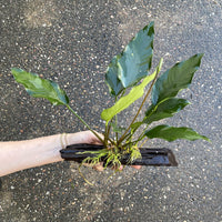 Pisces Enterprises Driftwood Creation Anubias 'Isabelle' on Medium Driftwood Creation Anubias Isabelle on Medium Driftwood Aquarium Plants
