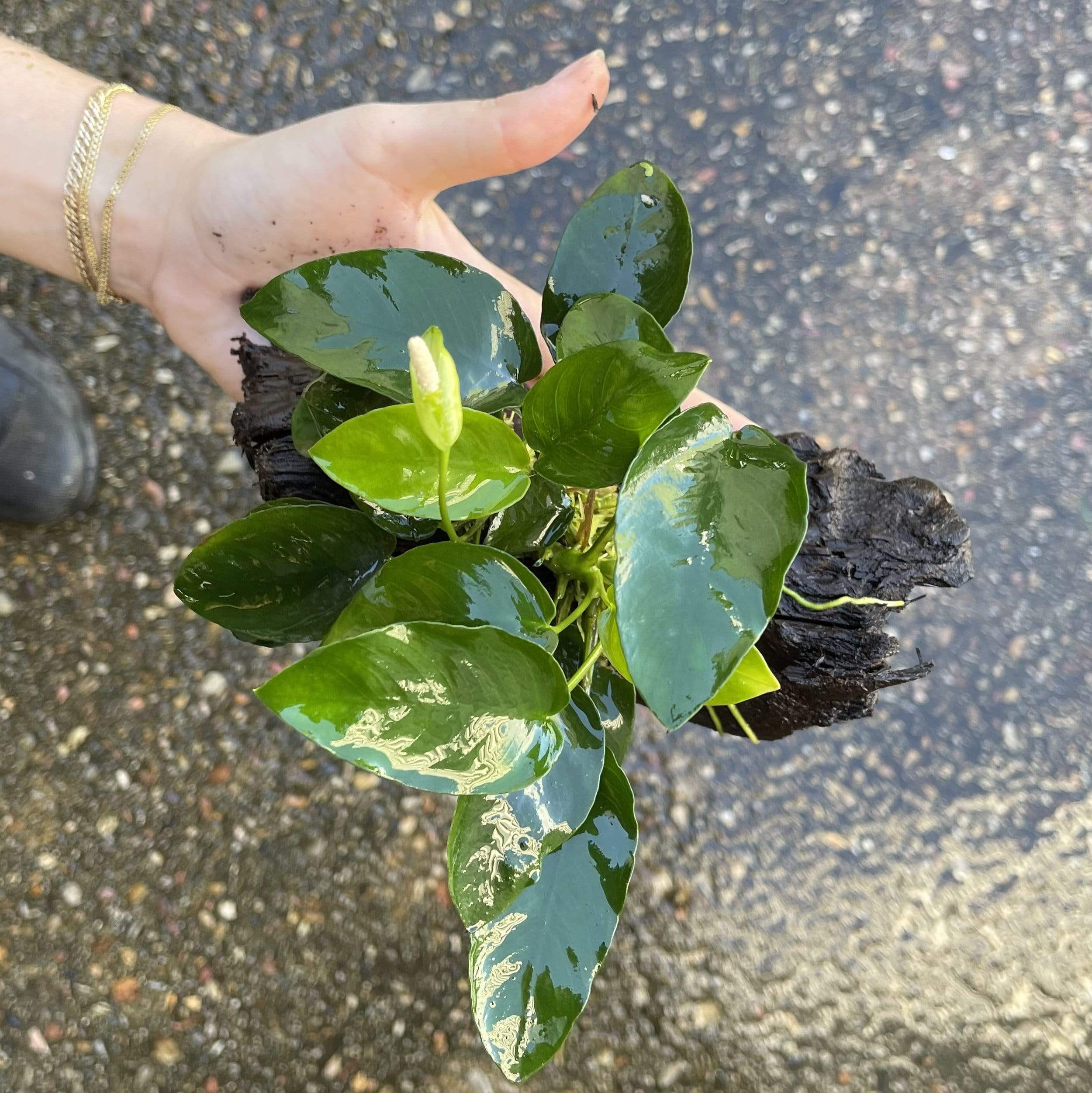 Pisces Enterprises Driftwood Creation Anubias 'Nana' on Medium Driftwood Creation Anubias Nana on Medium Driftwood - Aquarium Plants Australia