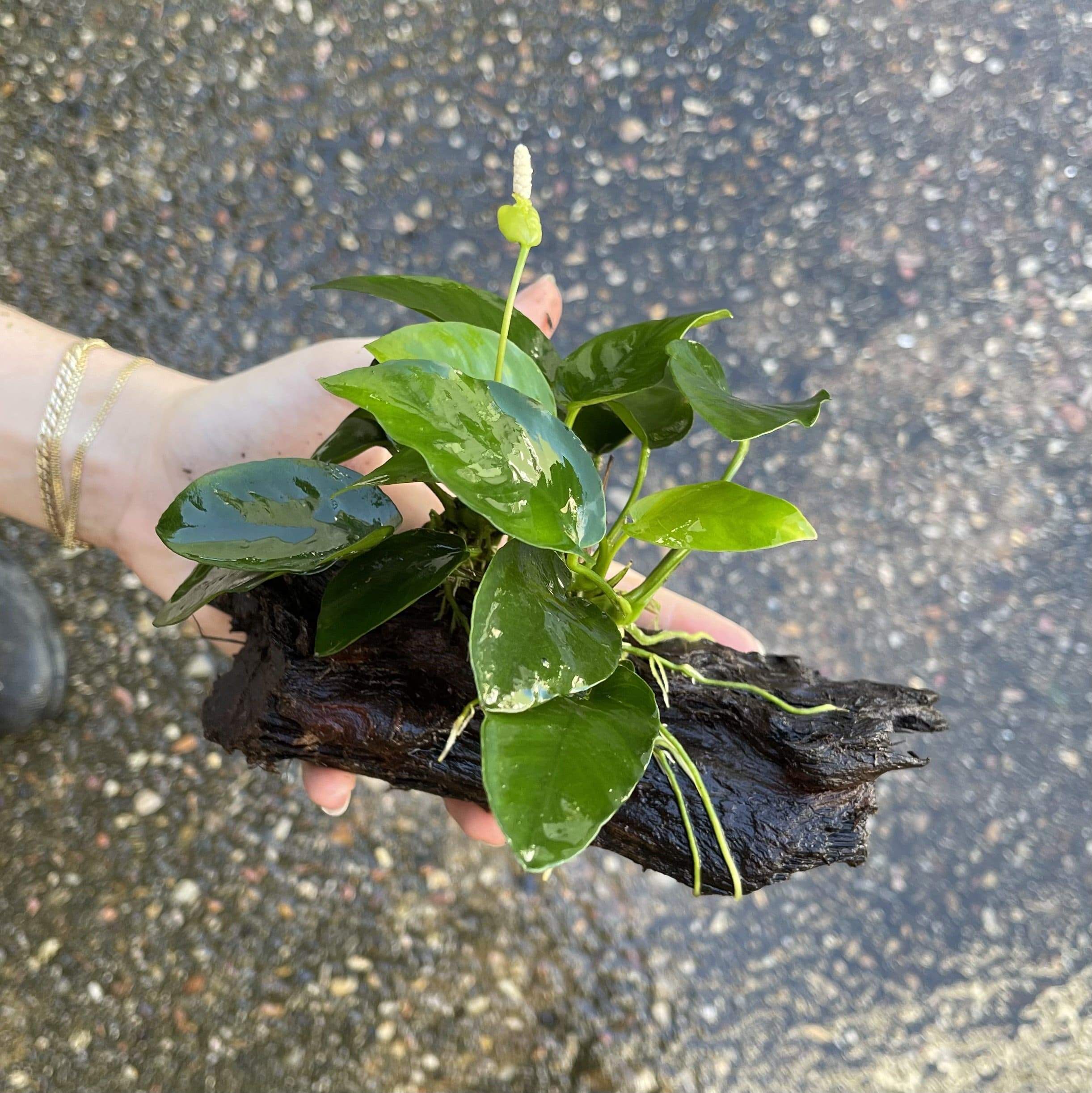 Pisces Enterprises Driftwood Creation Anubias 'Nana' on Medium Driftwood Creation Anubias Nana on Medium Driftwood - Aquarium Plants Australia