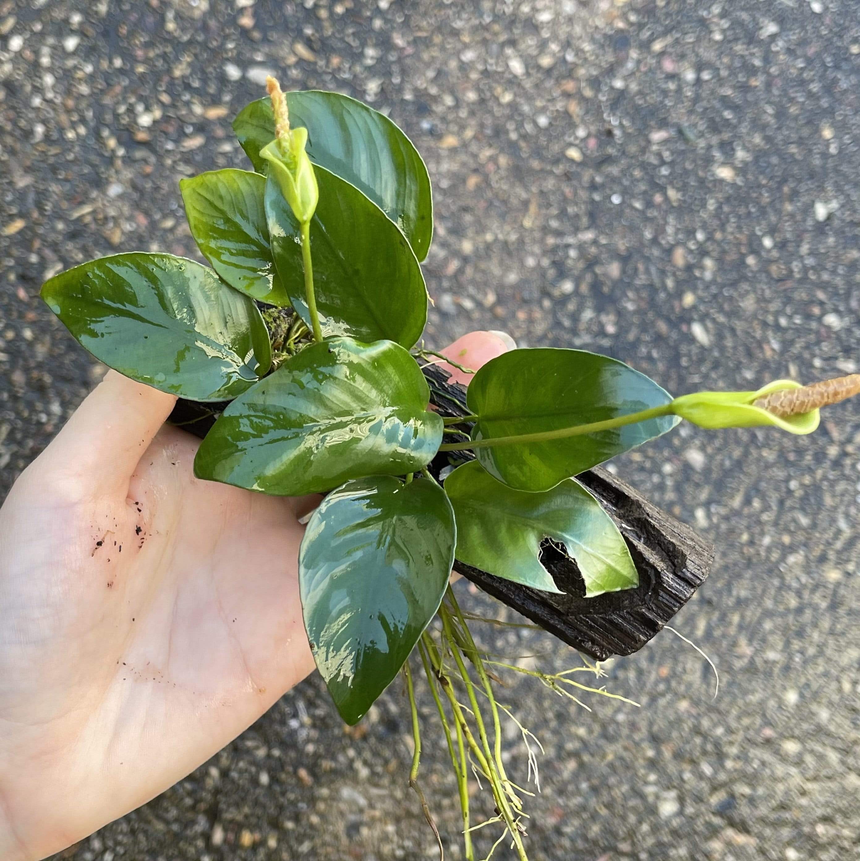 Pisces Enterprises Driftwood Creation Anubias 'Nana' on Mini Driftwood Creation Anubias Nana on Mini Driftwood - Aquarium Plants Australia