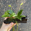 Pisces Enterprises Driftwood Creation Anubias 'Nana' on Mini Driftwood Creation Anubias Nana on Mini Driftwood - Aquarium Plants Australia