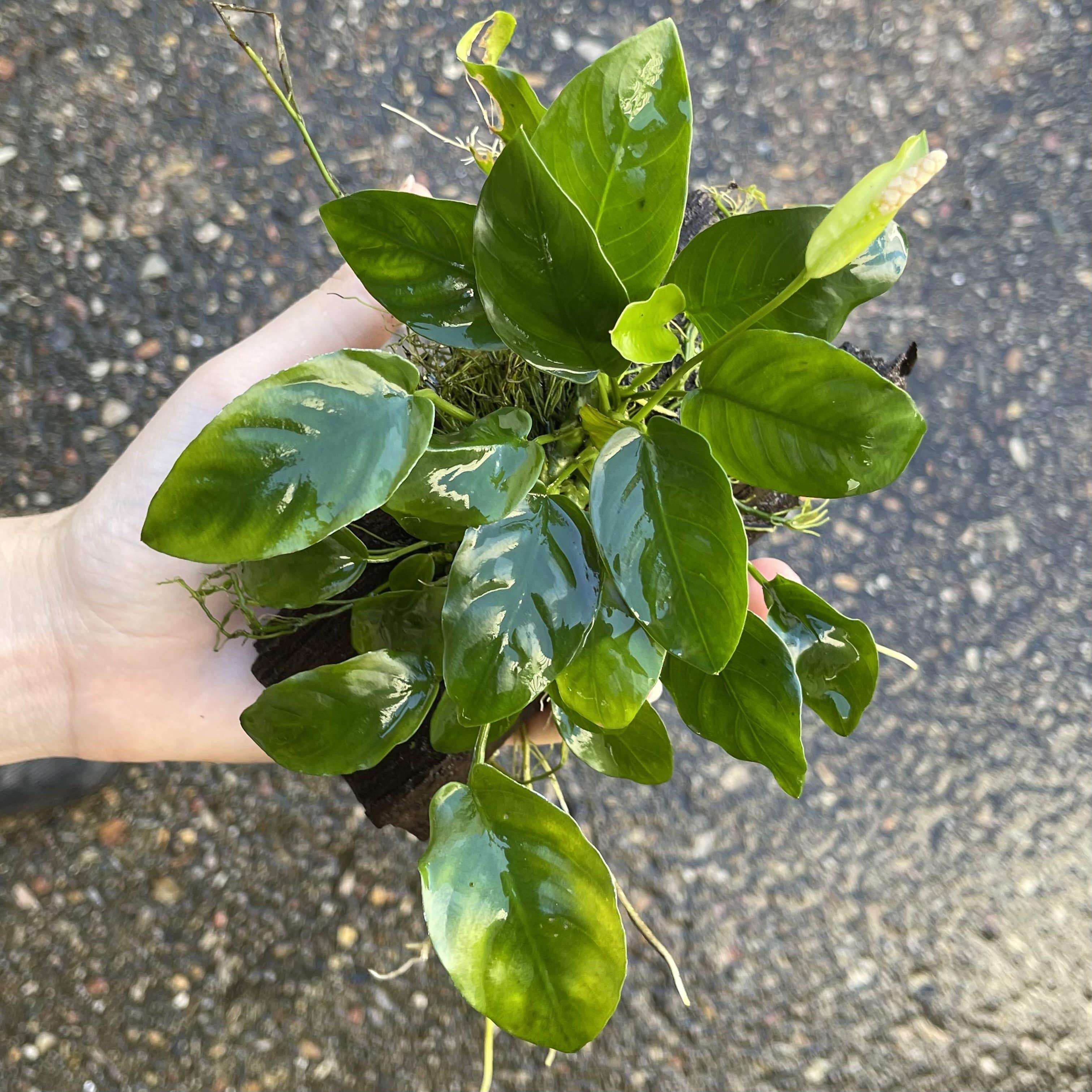 Pisces Enterprises Driftwood Creation Anubias 'Nana' on Mini Driftwood Creation Anubias Nana on Mini Driftwood - Aquarium Plants Australia