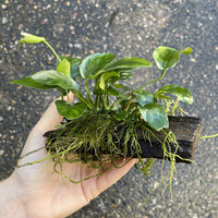 Pisces Enterprises Driftwood Creation Anubias 'Nana' on Mini Driftwood Creation Anubias Nana on Mini Driftwood - Aquarium Plants Australia