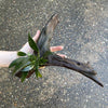 Load image into Gallery viewer, Pisces Enterprises Driftwood Creation Anubias ‘Old-Type’ Afzelli on Medium Driftwood Creation Anubias Afzelli on Medium Driftwood - Aquarium Plants