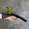 Load image into Gallery viewer, Pisces Enterprises Driftwood Creation Anubias ‘Old-Type’ Afzelli on Medium Driftwood Creation Anubias Afzelli on Medium Driftwood - Aquarium Plants