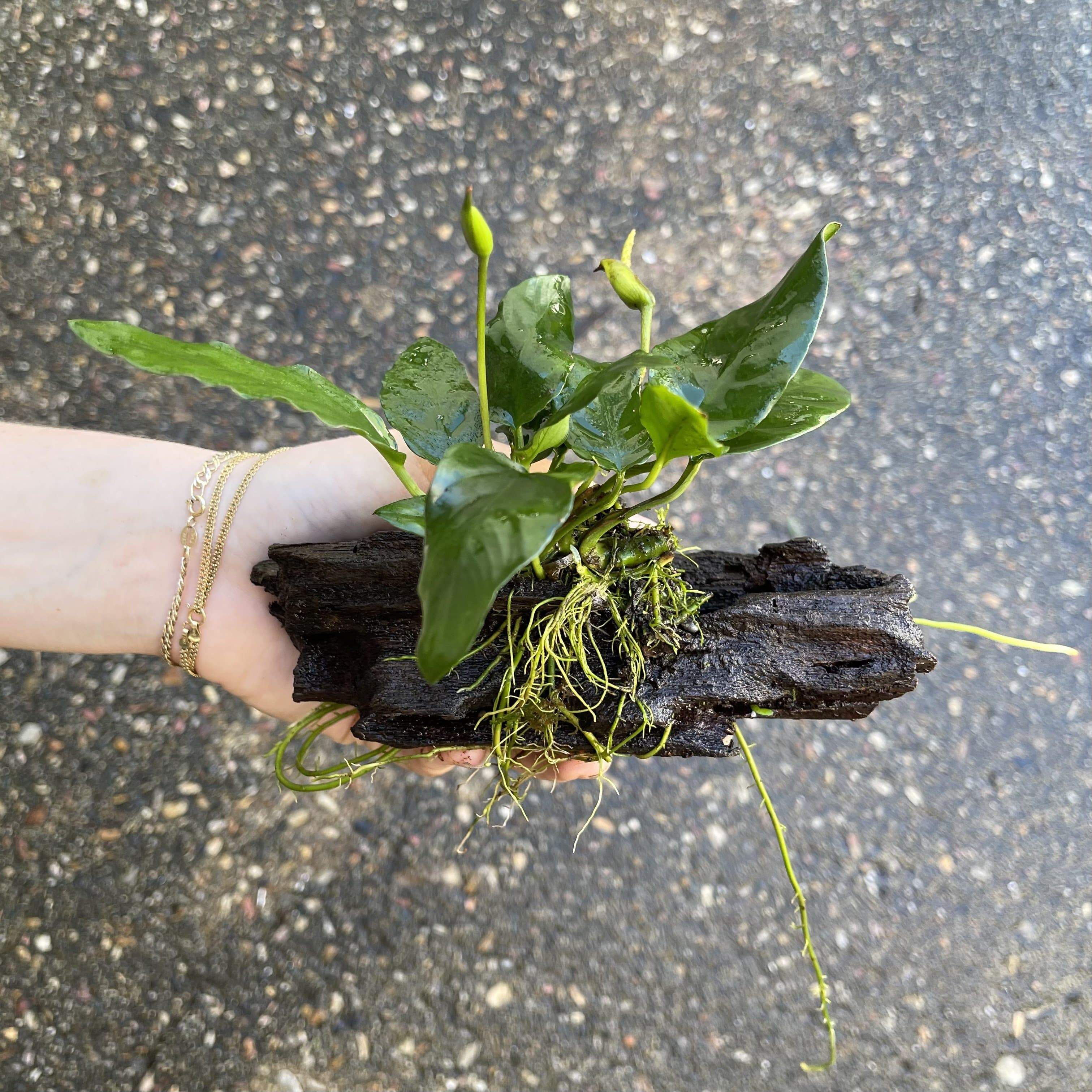 Pisces Enterprises Driftwood Creation Anubias Paco on Mini Driftwood Creation Anubias Paco on Mini Driftwood - Aquarium Plants Australia