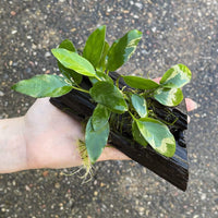 Pisces Enterprises Driftwood Creation Anubias Petite Emerald Heart on Mini Driftwood Creation Anubias Petite Emerald Heart on Mini Driftwood