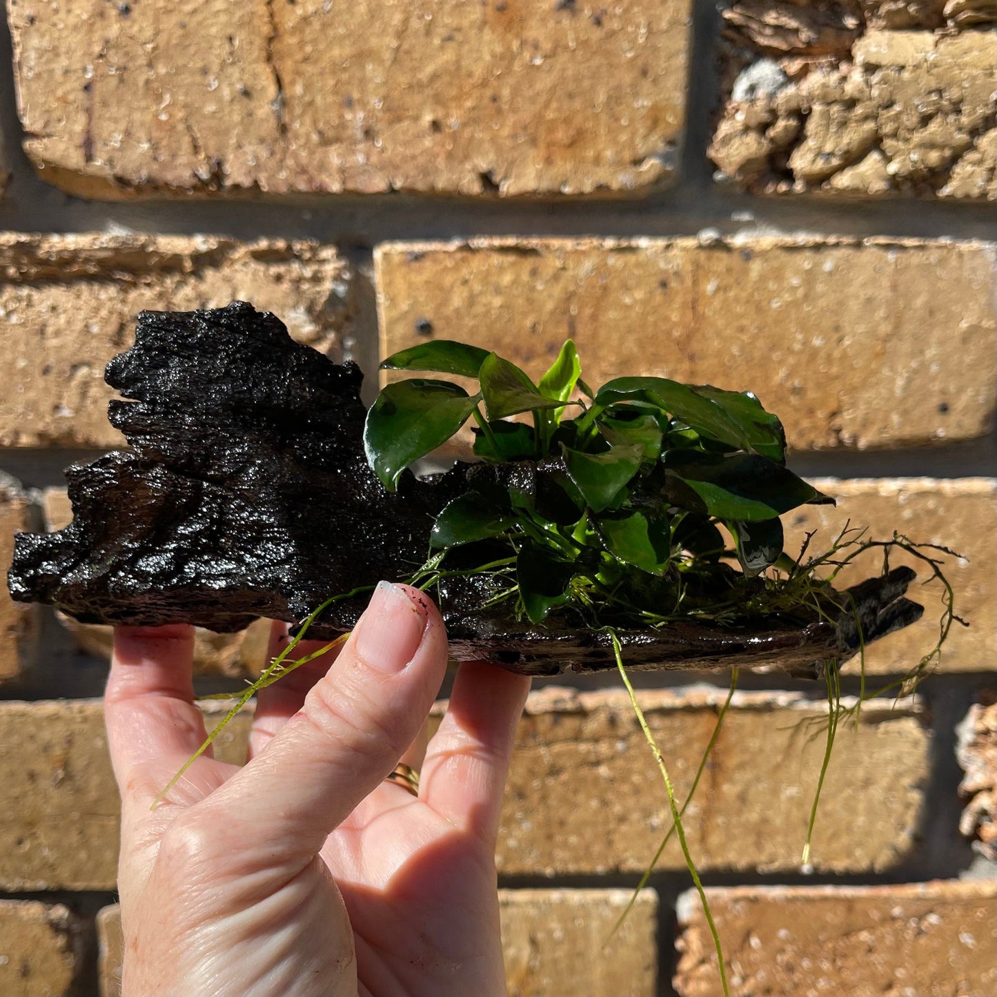 Pisces Enterprises Driftwood Creation Anubias Petite Nana Clump on Mini Driftwood Creation Anubias Coffeefolia on Mini Driftwood - Aquarium Plants